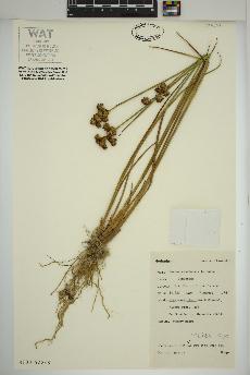 spécimen de Juncus canadensis