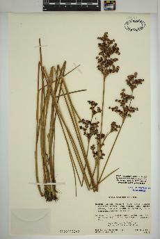 spécimen de Juncus canadensis