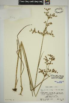 spécimen de Juncus canadensis