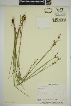 spécimen de Juncus canadensis