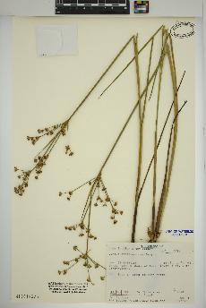 spécimen de Juncus canadensis