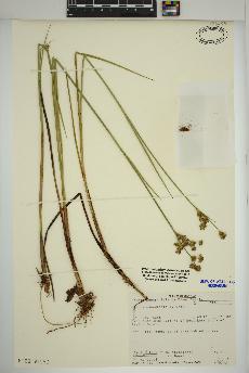 spécimen de Juncus canadensis