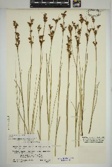 spécimen de Juncus compressus