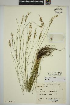 spécimen de Juncus compressus