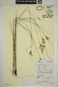 spécimen de Juncus compressus