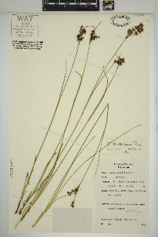 spécimen de Juncus compressus