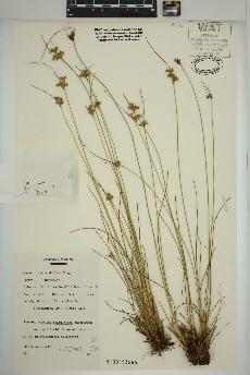spécimen de Juncus dudleyi