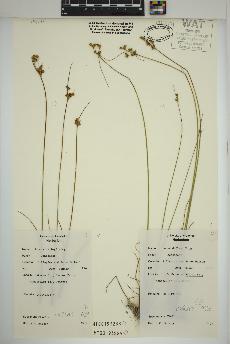 spécimen de Juncus dudleyi