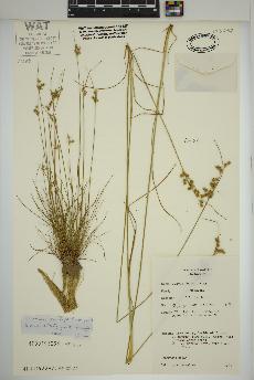 spécimen de Juncus tenuis