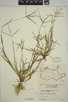spécimen de Digitaria ischaemum