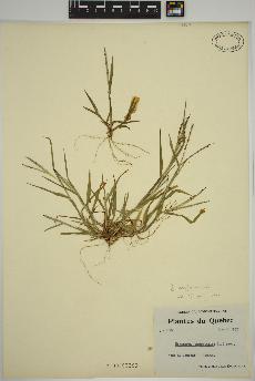 spécimen de Digitaria ischaemum