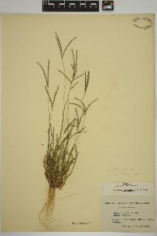 spécimen de Digitaria ischaemum