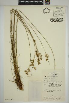 spécimen de Juncus dudleyi