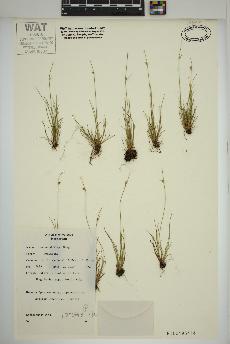 spécimen de Juncus dudleyi