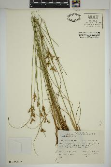 spécimen de Juncus dudleyi