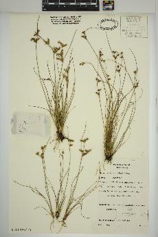 spécimen de Juncus dudleyi