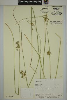 spécimen de Juncus effusus