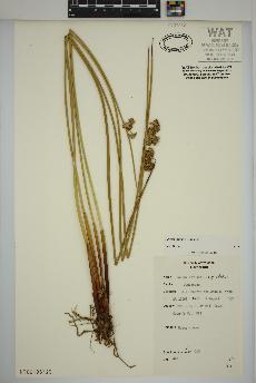 spécimen de Juncus effusus