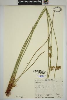 spécimen de Juncus effusus