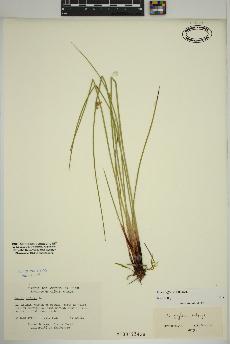 spécimen de Juncus effusus