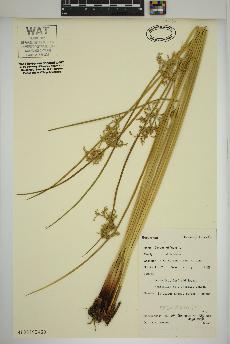 spécimen de Juncus effusus