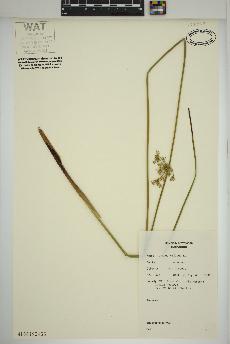 spécimen de Juncus effusus