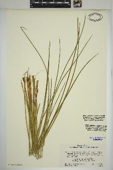 spécimen de Juncus effusus