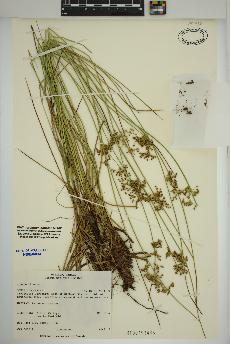 spécimen de Juncus effusus