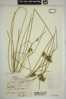 spécimen de Juncus effusus