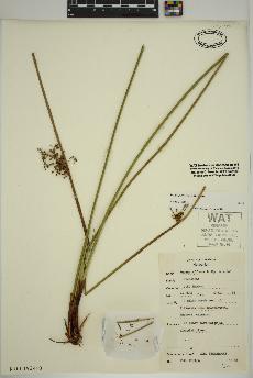 spécimen de Juncus effusus