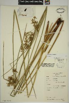 spécimen de Juncus effusus