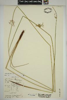 spécimen de Juncus effusus