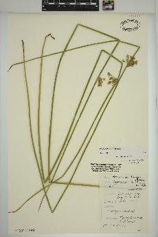 spécimen de Juncus effusus