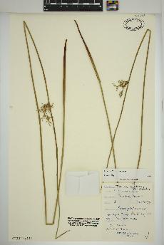 spécimen de Juncus effusus