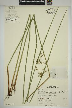 spécimen de Juncus effusus