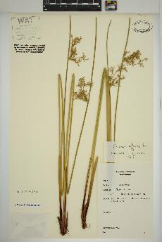 spécimen de Juncus effusus