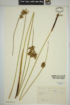 spécimen de Juncus effusus