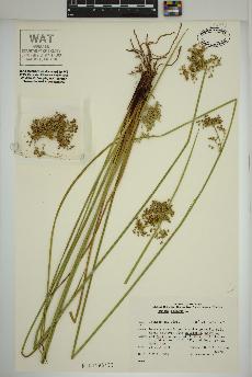 spécimen de Juncus effusus