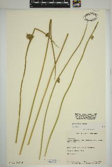 spécimen de Juncus effusus