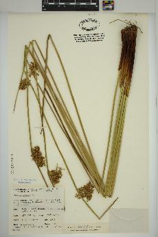 spécimen de Juncus effusus