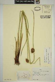 spécimen de Juncus effusus