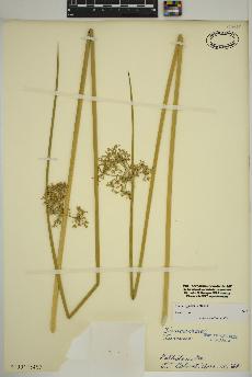 spécimen de Juncus effusus