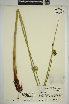 spécimen de Juncus effusus