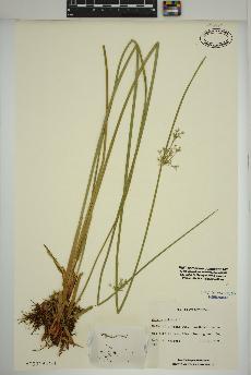 spécimen de Juncus effusus