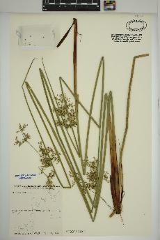 spécimen de Juncus effusus