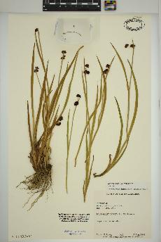 spécimen de Juncus ensifolius