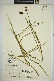 spécimen de Juncus ensifolius