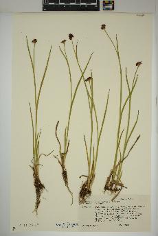 spécimen de Juncus ensifolius