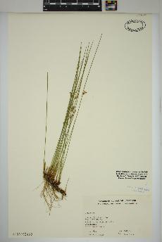 spécimen de Juncus filiformis