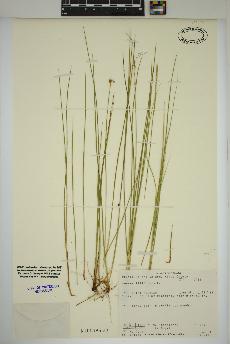 spécimen de Juncus filiformis